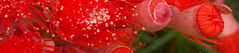 Fleurs d'Australie